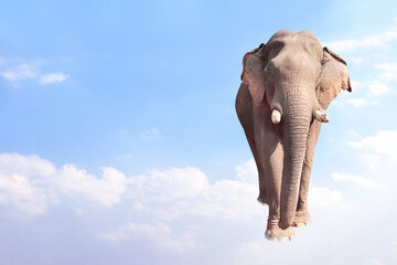 Horizontal banner with elephant above clouds on blue sky background. Cute elephant in the sky. Fantastic scene with an elephant walking on the clouds. Mock up template. Copy space for text