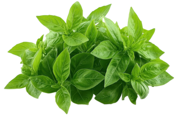 Fresh basil leaves clustered together, ready for culinary use in various dishes or garnishes to enhance flavor