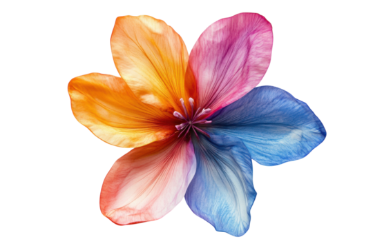 Colorful flower with vibrant petals in shades of orange, pink, and blue against a white background