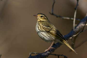 枯れ木とビンズイ