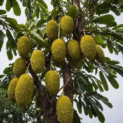 A chempedak tree with elongated fruits similar to jackfruit, on a plain white background.
