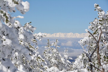 樹氷と白馬三山