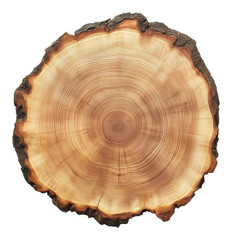 Cross section of a tree trunk showing annual growth rings, nature study concept