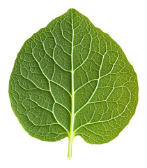 Obraz premium Green leaf with detailed veins on transparent background, natural pattern and texture concept