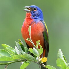 Vibrant painted bunting on a leafy branch.