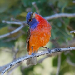 Colorful painted bunting on a branch