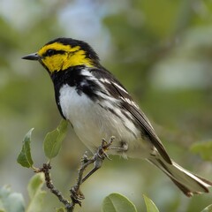 Black-throated Warbler Perched on Branch