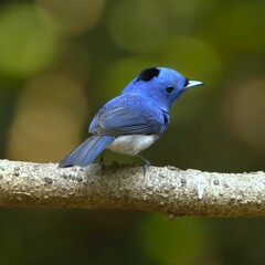 Vibrant blue bird on a branch.