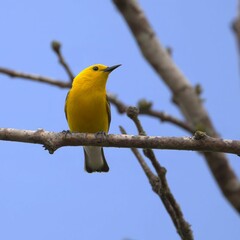 Yellow bird perched on a branch with blue sky.