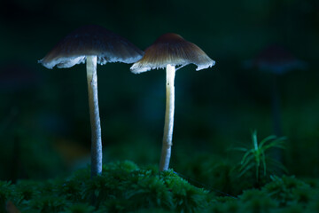 mushrooms containing psilocybin on a green background.