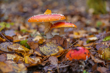 Red fly agaric in its natural habitat.