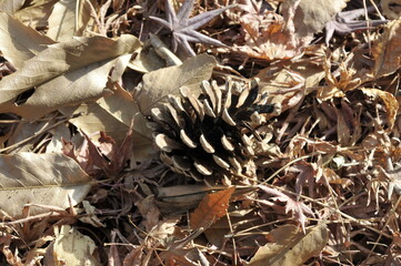 松ぼっくりと落ち葉