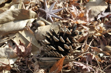 松ぼっくりと枯葉