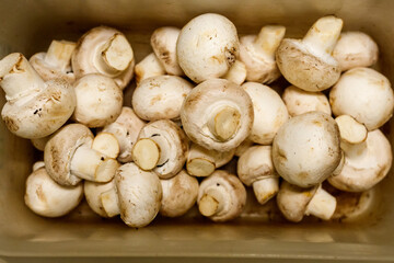 Des champignons dans un bac 