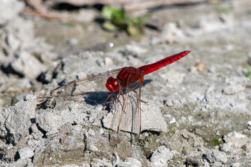 scarlet skimmer or ruddy marsh skimmer, Crocothemis servilia, a species of dragonfly of the family Libellulidae