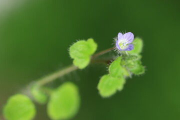 Veronica hederifolia (Ivy-leaved Speedwell) flower