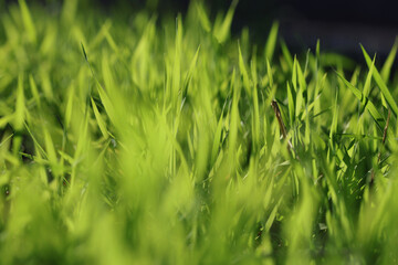 backlit green grass on dark background