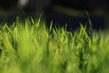 backlit green grass on dark background
