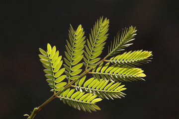 close up of leaves of Leucaena leucocephala on dark background