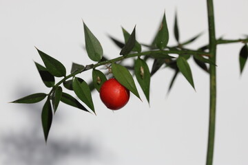 branch of butcher's broom (Ruscus aculeatus) with red berry