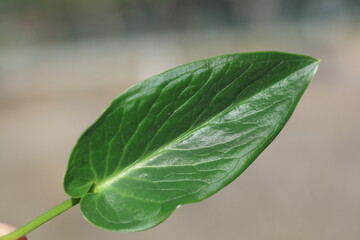 Close-up view of the leaf of an Arum dioscoridis (Spotted Arum) plant.