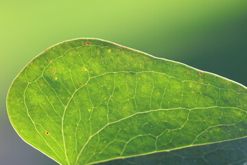 close up of Fruits of Smilax aspera leaf