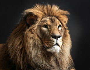 Fototapeta premium Majestic lion portrait with a striking mane, exuding strength and regality against a dark background, ideal for wildlife enthusiasts and nature lovers