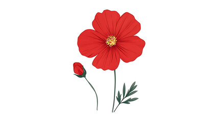 Obraz premium White cosmos flower isolated on a white background with vibrant petals and natural beauty