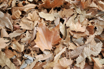 カエデの枯れ葉