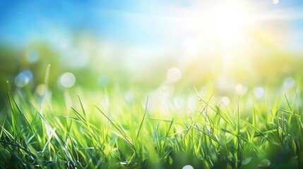 Green Grass Field - A Sunny Day