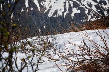 trees in the snowy forest