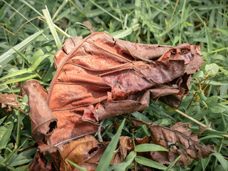 Dried leaves with astonishing detail lie on the green grass