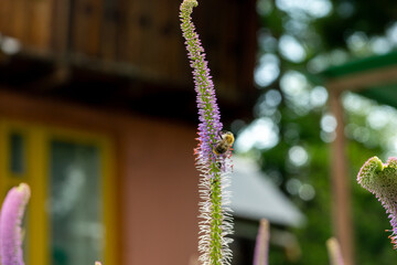 Blooming Veronicastrum virginicum (or Culver's root) in the summer garden
