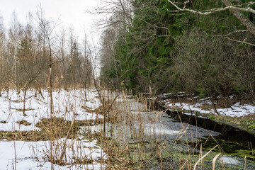 Winter landscape spruce forest frozen brook