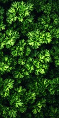 Fototapeta premium Lush Green Parsley Leaves Nature Background Texture