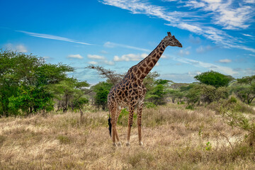 The giraffe is a species of artiodactyl mammal, from the Giraffidae family, native to Africa.