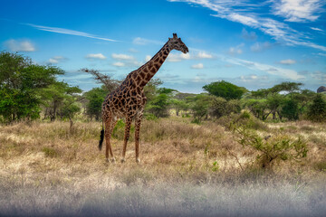 The giraffe is a species of artiodactyl mammal, from the Giraffidae family, native to Africa.