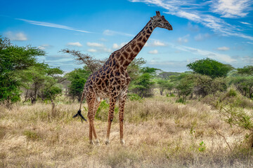 The giraffe is a species of artiodactyl mammal, from the Giraffidae family, native to Africa.