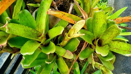 Neoregelia ampullacea plant