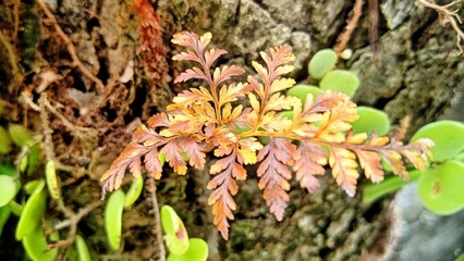 yellow fern on wood