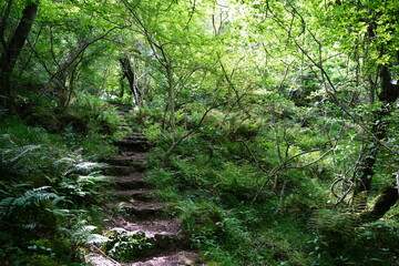 fine spring path in the gleaming sunlight