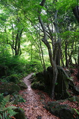 spring path through wild forest