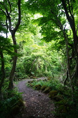 fine spring path in the gleaming sunlight