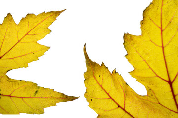 yellow autumn leaf close-up, isolated on white background
