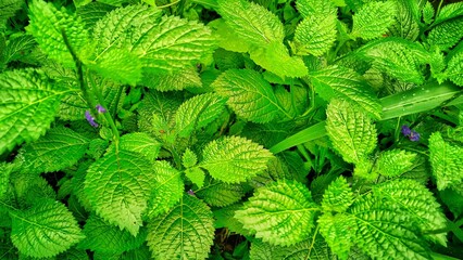 fresh lemon balm leaves
