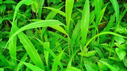 long grass called Urochloa mutica