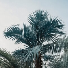 A spindly areca palm tree with thin, arching trunks and feathery fronds, on a clear background.