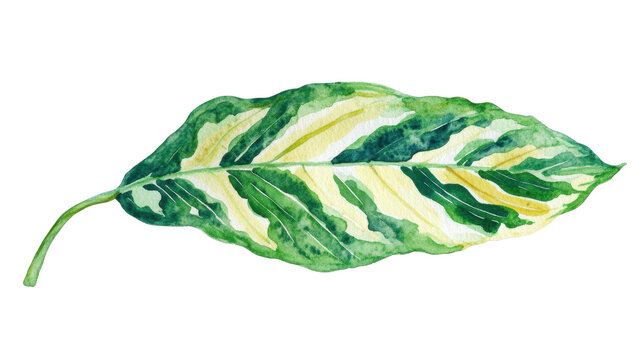 Vibrant Variegated Leaf Illustration Rich Green Yellow Tone