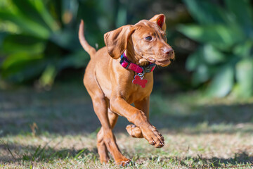 Side view of Hungarian Vizsla puppy dog running on grass with ears flapping 