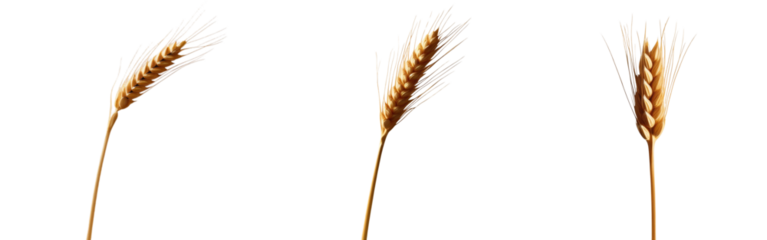  set of A single golden ear of wheat with detailed grains and a slender stalk, isolated on a transparent background